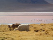 llamas - Bolivia llamas - Bolivia