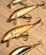 minnows