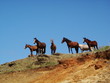 Wild horses - Easter island, Chile Wild horses - Easter island, Chile