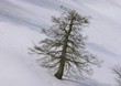 faggio nella neve