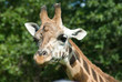 A portrait of a giraffe