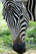 A head shot of a zebra grazing