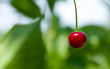 Ripe red cherries and green leaves