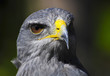 Grey eagle-bussara
