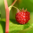 fruit série - framboise sur fond vert de feuilles de framboisier fruit série - framboise sur fond vert de feuilles de framboisier