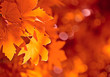 autumn leaves, very shallow focus