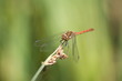 Libelle