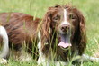Springer Spaniel