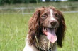 Springer Spaniel