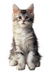Chaton