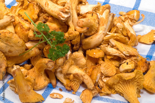 Foto: Frische Pfifferlinge Frische Pfifferlinge
