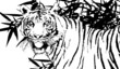 illustration of a Sumatra' s Tiger illustration of a Sumatra' s Tiger