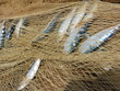 poissons pris au filet