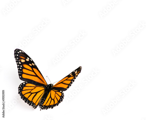 Photo: Monarch Butterfly on White Background Monarch Butterfly on White Background