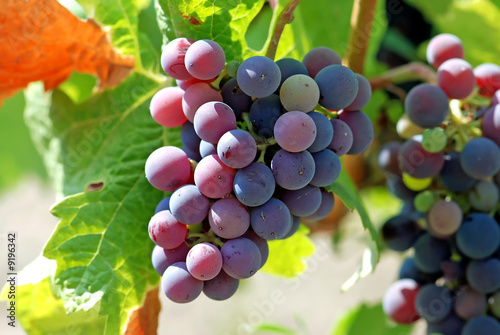 Photo: Red Wine Grape Red Wine Grape
