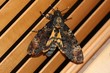 Night visitor