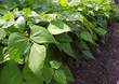 Haricots Haricots