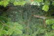 spinnennetz im wind