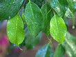 ficus benjamina ficus benjamina