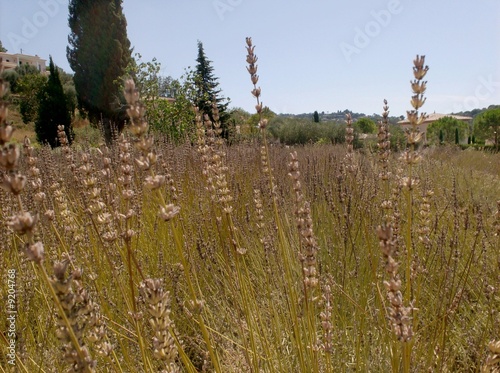 Photo: lavanda in provensa lavanda in provensa