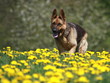 Schäferhund