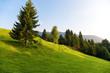 Alps morning landscape. On a hill.