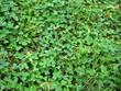 clovers clovers