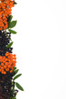 border of elderberry and ashberry