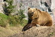 Braunbär