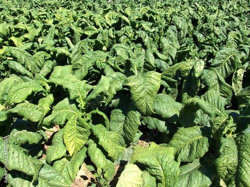 Photo: Tobacco Tobacco