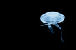 Jellyfish (Medusa)