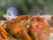 The crab of the paella