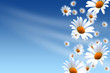 Camomiles background Camomiles background