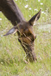 An elk cow eats daisies