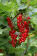 Red currant