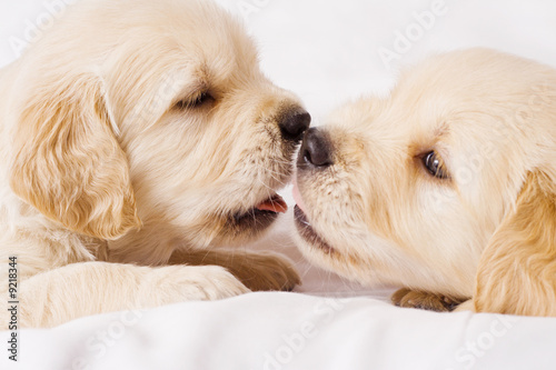 Photo: Two small retriver puppies lying face to face Two small retriver puppies lying face to face