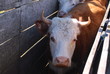 vaca