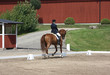 Foto: Dressage with beautiful brown horse and rider Dressage with beautiful brown horse and rider