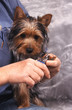 coupe ongles silky terrier