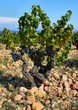 Cep de vigne. Chateauneuf du Pape Cep de vigne. Chateauneuf du Pape