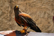 Aguila apunto de levantar el vuelo