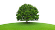 Arbre sur prairie