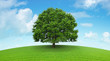 Arbre sur prairie