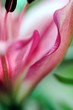 Closeup of pink lily