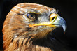 Tarny eagle