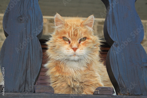 Katze schaut dich an