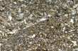 Sanddab Fish Sanddab Fish
