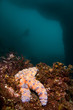 Starfish by underwater arch Starfish by underwater arch