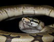 Bumble Bee Ball Python Bumble Bee Ball Python