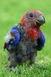 Baby eclectus parrot Baby eclectus parrot
